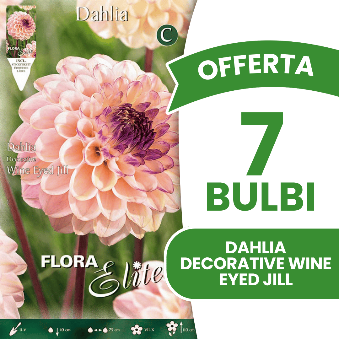 OFFRE DE 15 BULBES DE DAHLIAS DÉCORATIFS À YEUX DE VIN JILL