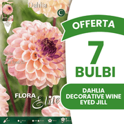 OFFERTA 7 BULBI DI DAHLIA DECORATIVE WINE EYED JILL