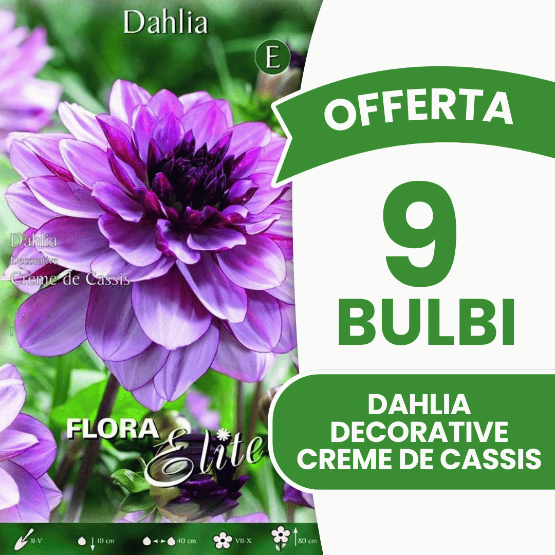 Offre de 9 bulbes de dahlias décoratifs Crème de Cassis