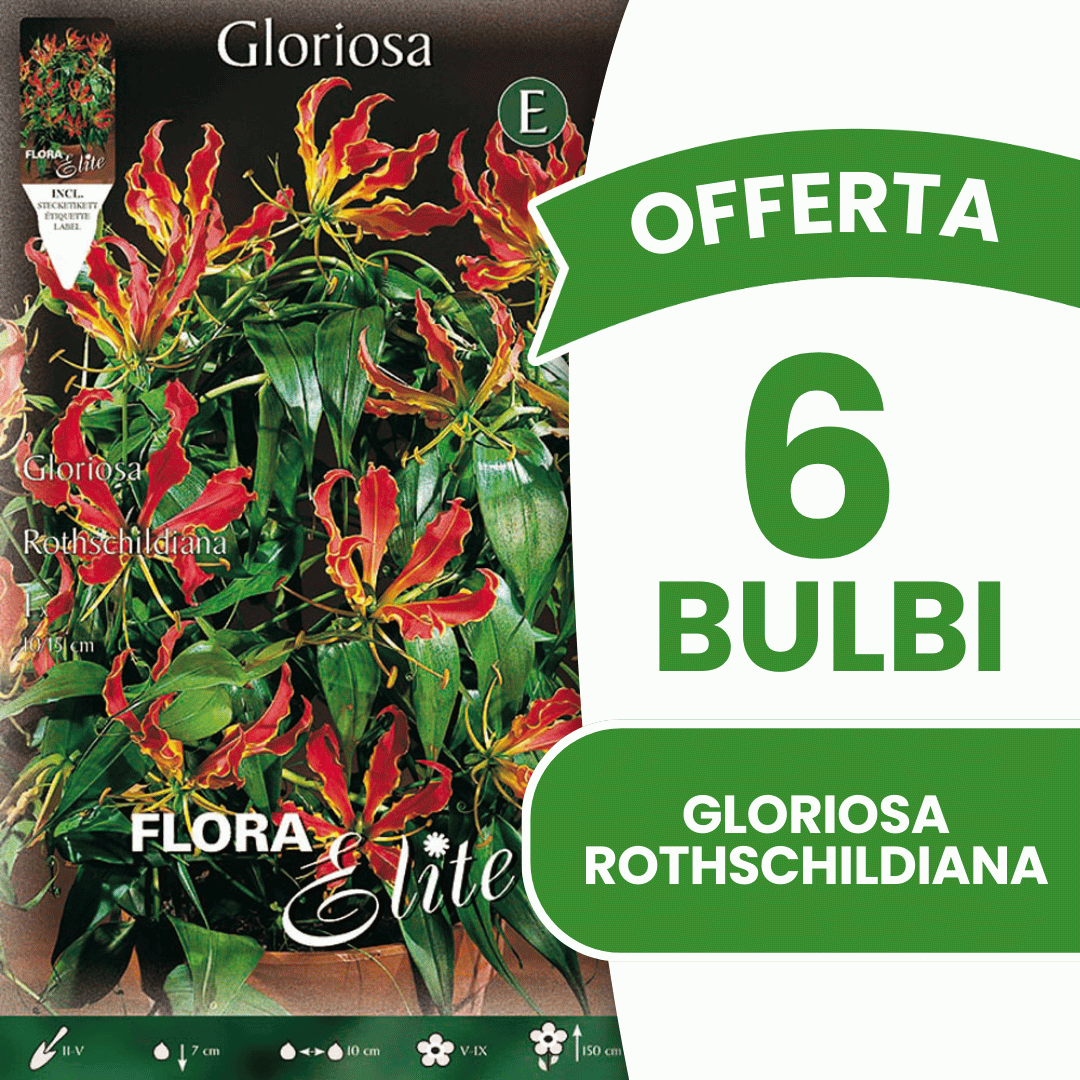 ANGEBOT: 7 Gloriosa-rothschildiana-Zwiebeln