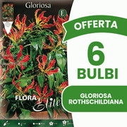 OFFERTA 6 BULBI DI GLORIOSA ROTHSCHILDIANA (Copia)