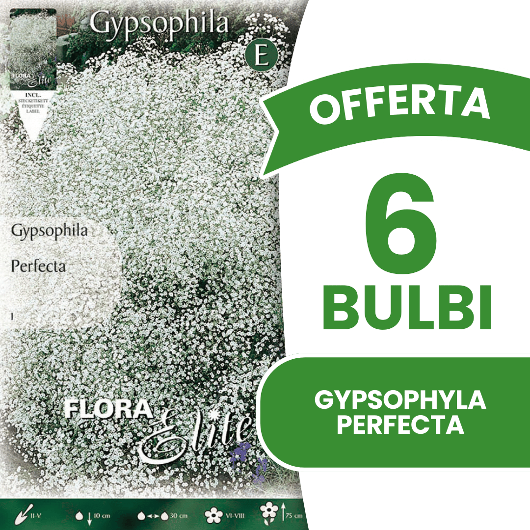 OFFREZ 3 AMPOULES DE GYPSOPHYLA PERFECTA