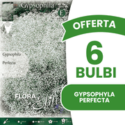 OFFERTA 6 BULBI GYPSOPHYLA PERFECTA