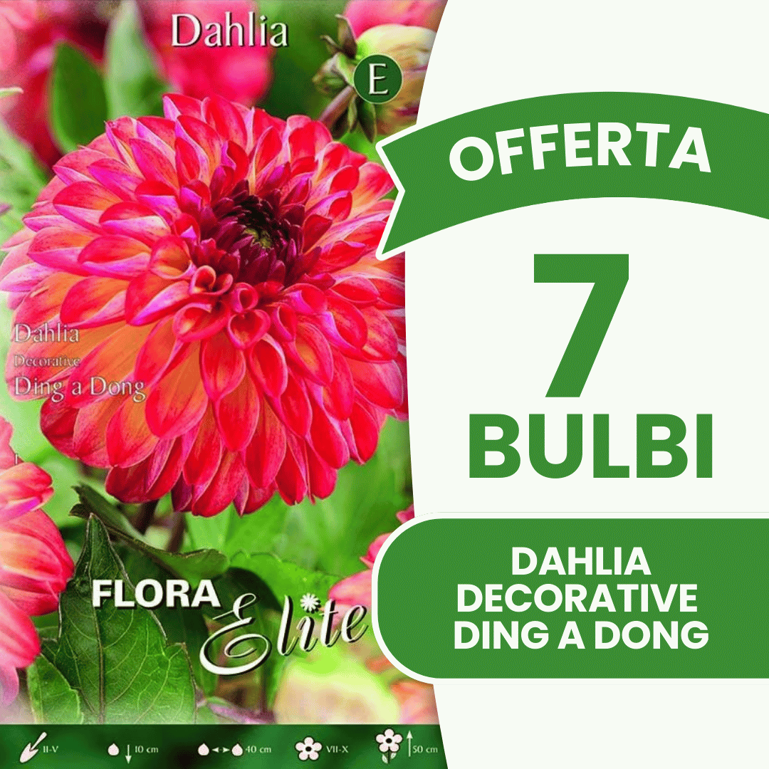 Offre de 7 bulbes de dahlias décoratifs Ding a Dong