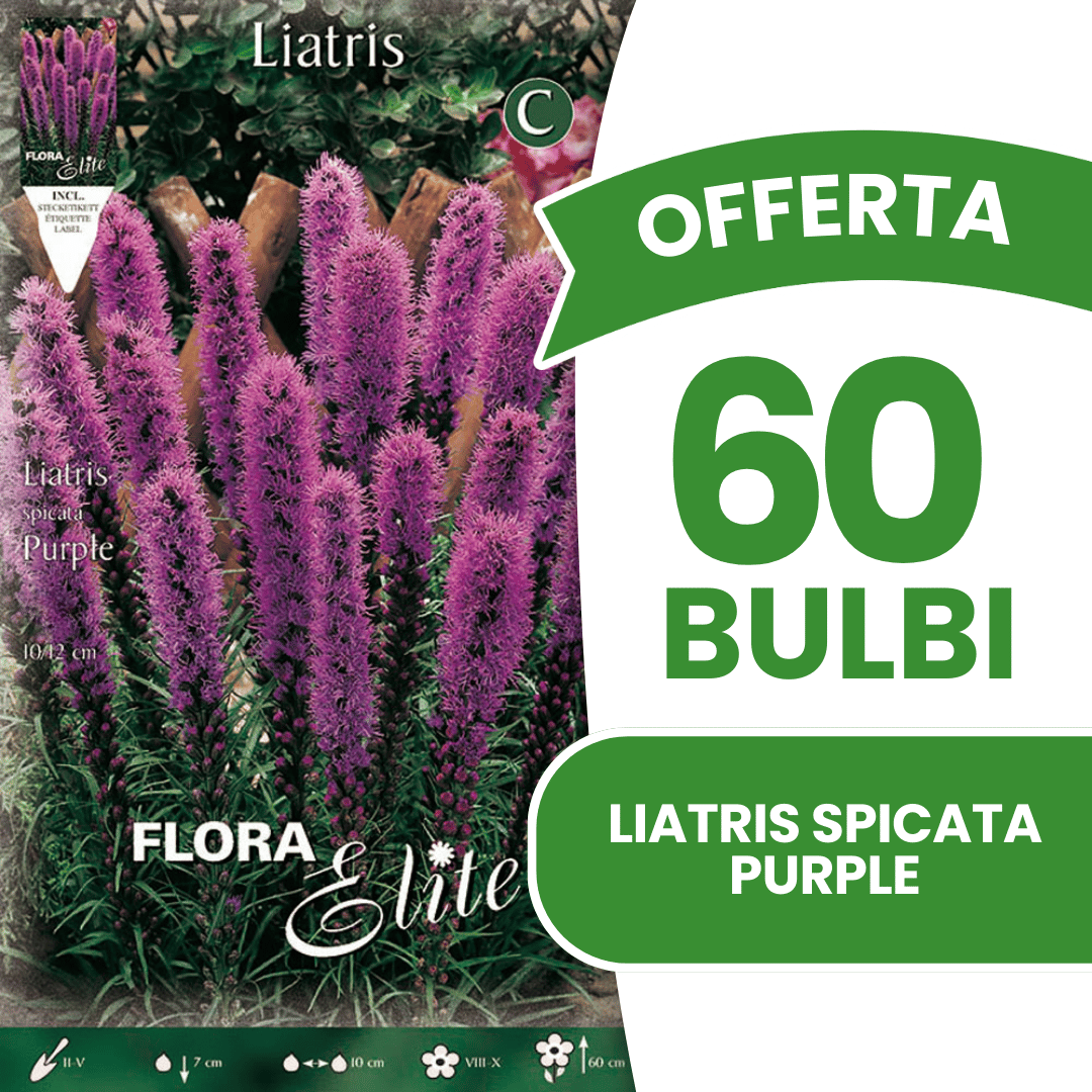 OFFRE 40 AMPOULES VIOLES LIATRIS SPICATA