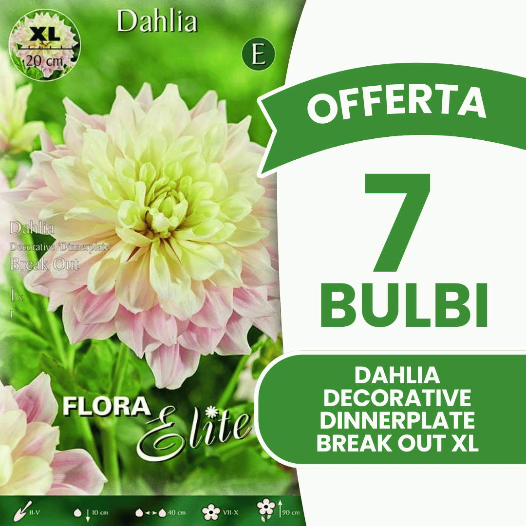 Offre spéciale : 7 bulbes de dahlias décoratifs « assiette » Break Out XL