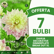 Offerta 7 Bulbi Dahlia Decorative 'Dinnerplate' Break Out XL