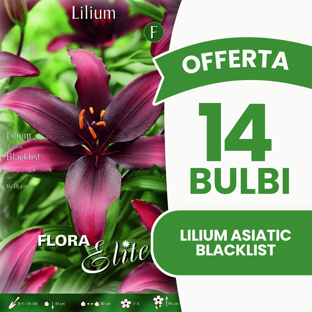 OFFRE 18 BULBES DE LILIUM ASIATIQUES LISTE NOIRE