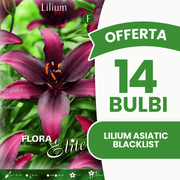 ANGEBOT 18 ASIATISCHE LILIUM-ZÜNDCHEN (SCHWARZE LISTE)