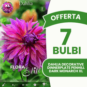 Offerta 7 Bulbi Dahlia Decorative 'Dinnerplate' Penhill Dark Monarch XL