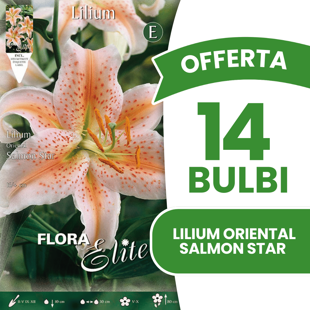 OFFRE DE 6 BULBES DE LILIUM ÉTOILE DE SAUMON ORIENTAL