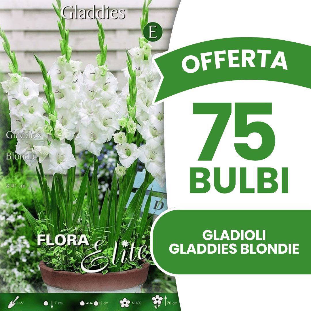 Offre 75 bulbes de glaïeuls Gladdies Blondie