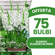 Offre 75 bulbes de glaïeuls Gladdies Blondie