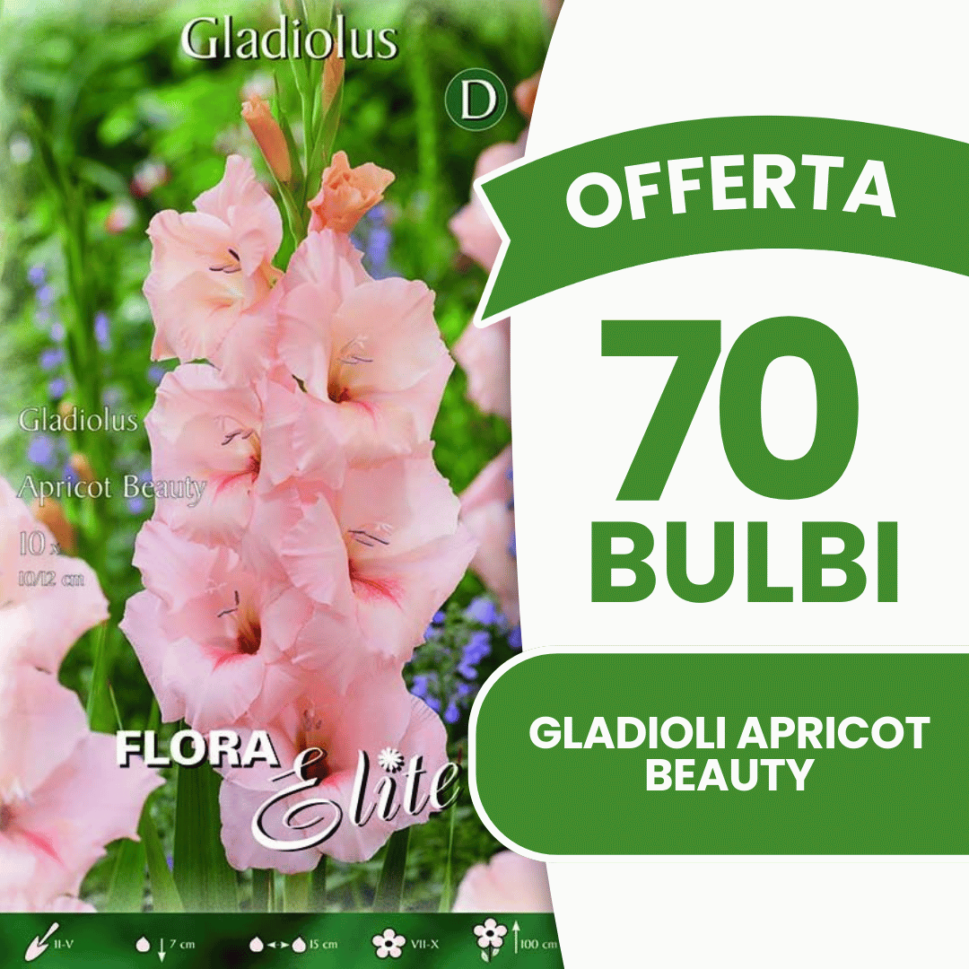 Offre de 70 bulbes de glaïeuls Apricot Beauty
