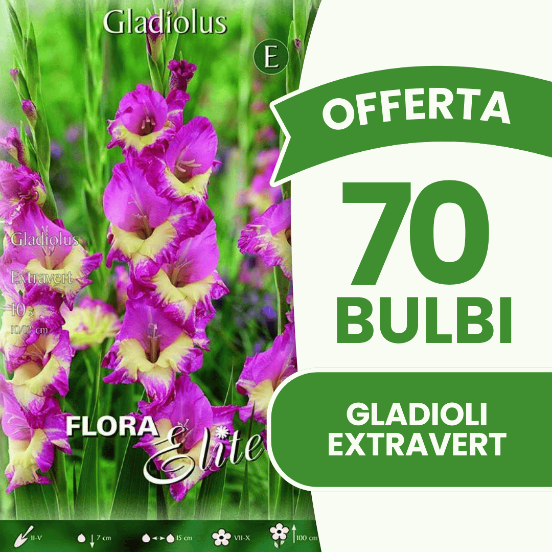 Offre 70 bulbes de glaïeuls extravertis