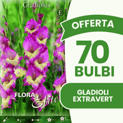 Offerta 70 Bulbi Gladioli Extravert