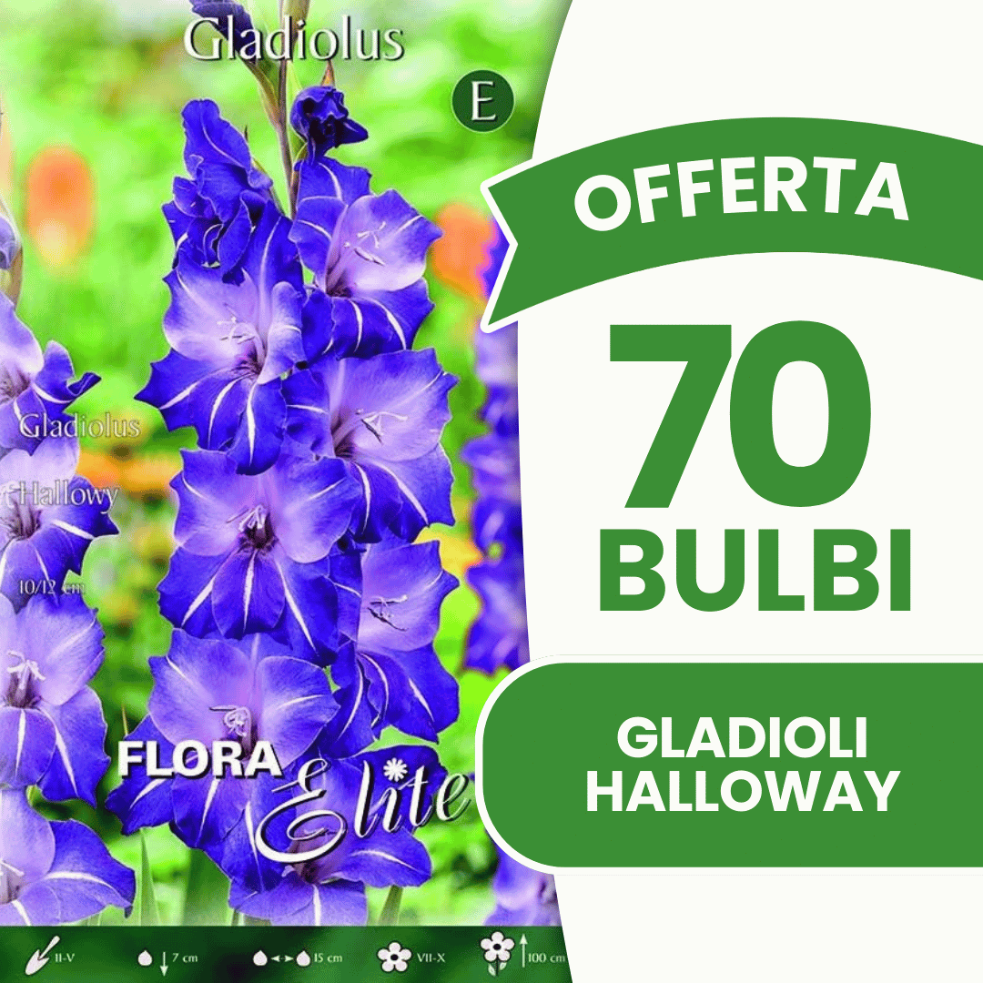 Offre de 70 bulbes de glaïeuls d'Halloween