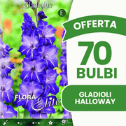 Offerta 70 Bulbi Gladioli Halloway