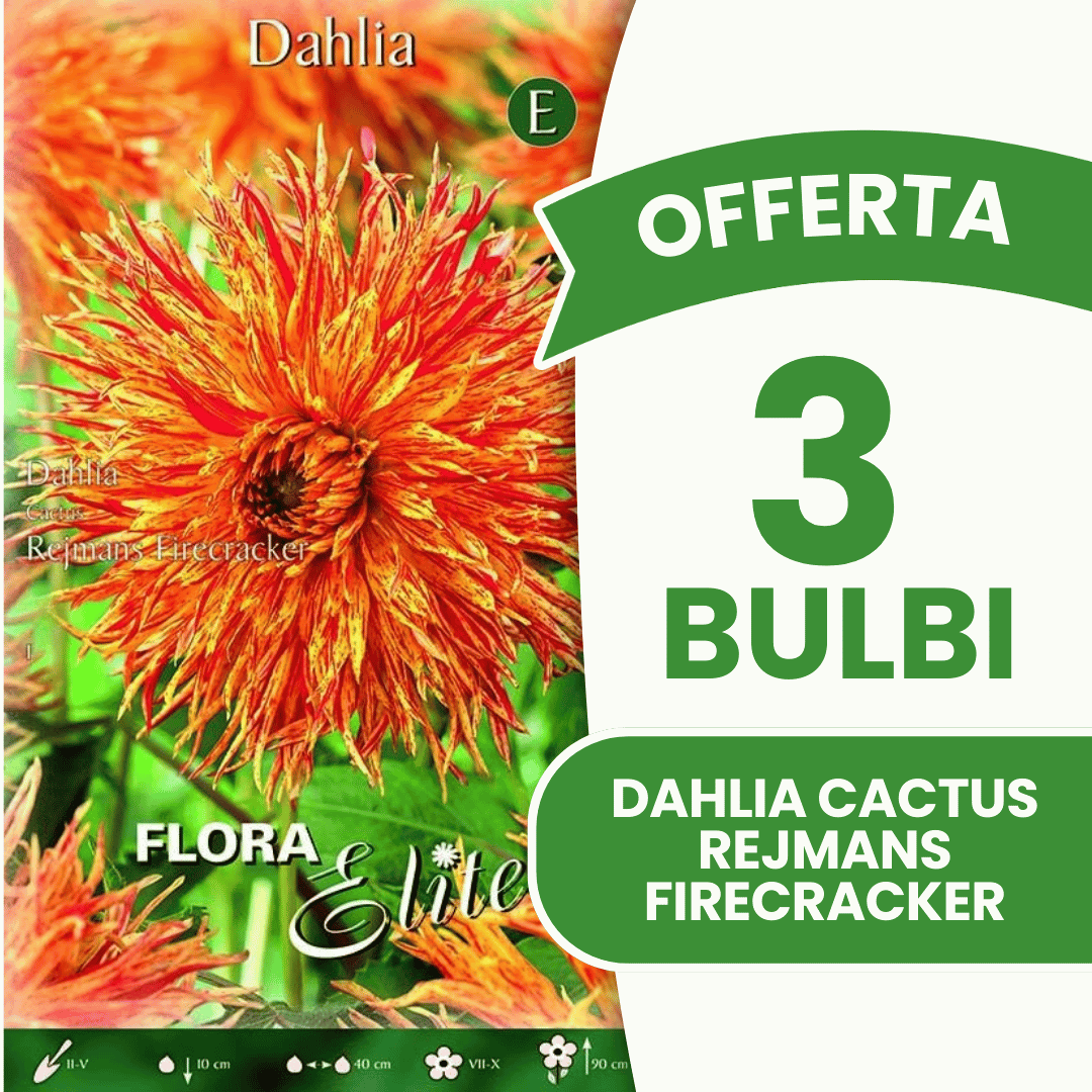 Offre 3 bulbes de dahlia cactus Rejmans Firecracker