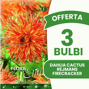 Offre 3 bulbes de dahlia cactus Rejmans Firecracker