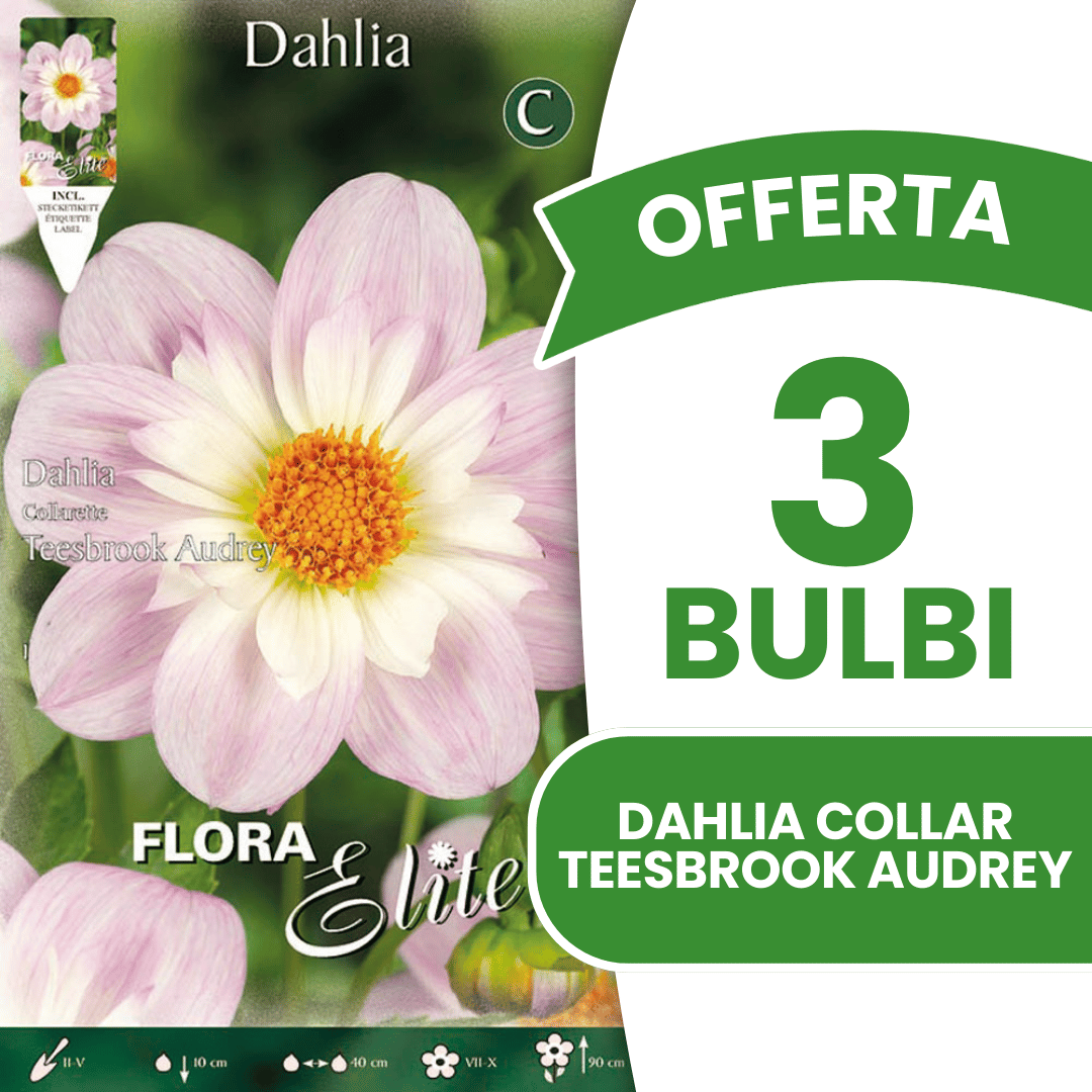 OFFRE 7 BULBES DE DAHLIA POOH