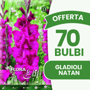Offerta 70 Bulbi Gladioli Natan
