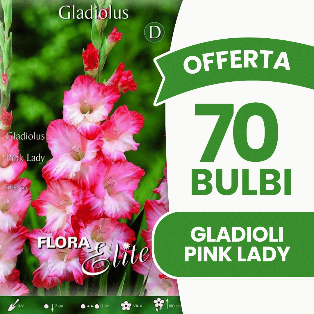 Offre de 70 bulbes de glaïeuls Pink Lady