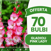 Offerta 70 Bulbi Gladioli Pink Lady