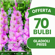 Angebot: 70 Priss Gladiolenzwiebeln