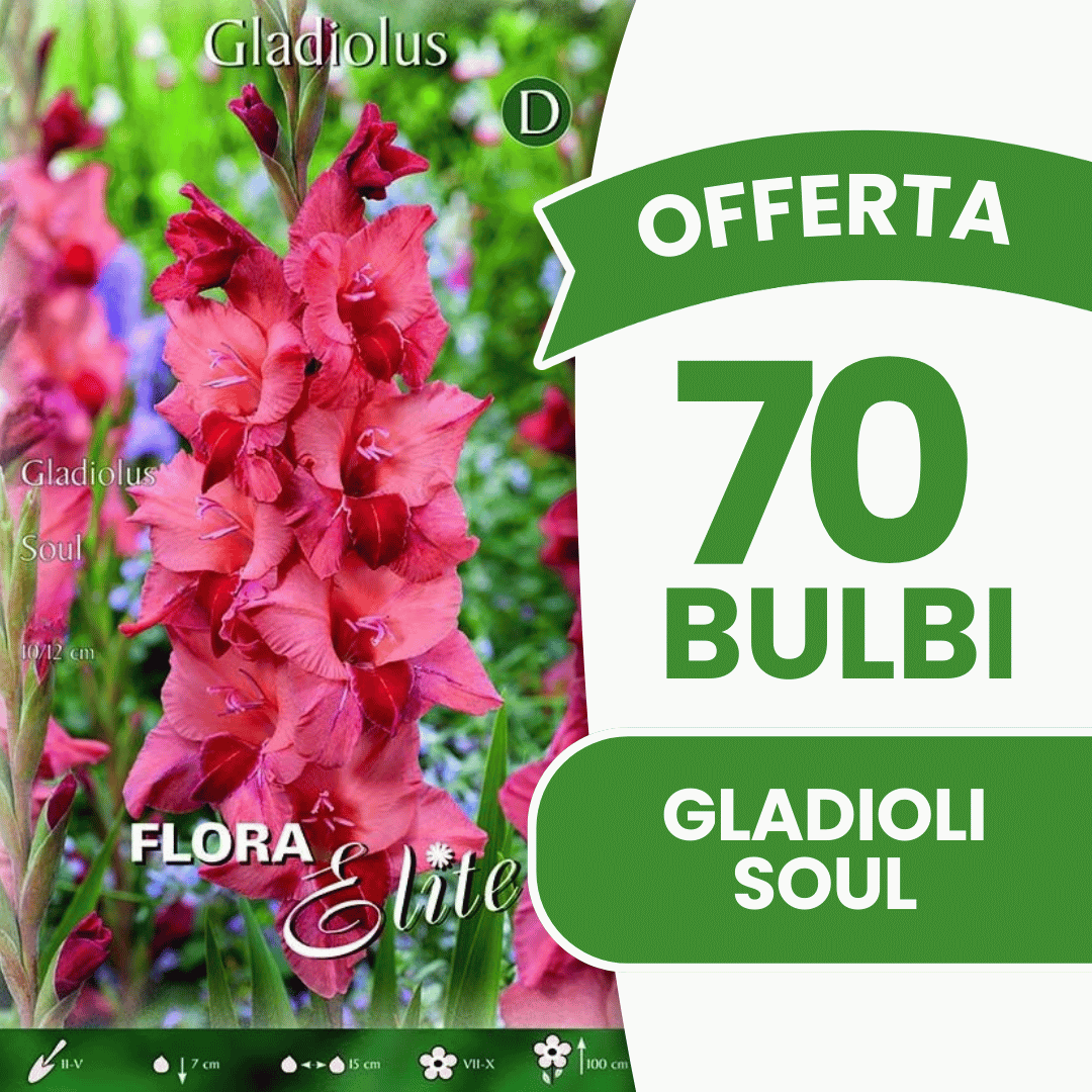 Offre 70 bulbes de glaïeuls Soul