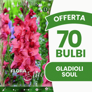 Offerta 70 Bulbi Gladioli Soul