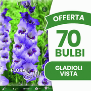 Angebot: 70 Gladiolenzwiebeln von Vista