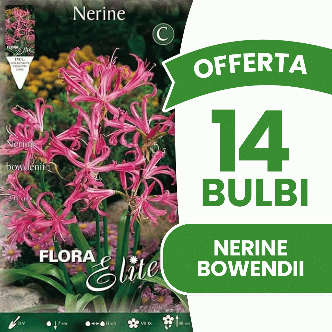 BIETEN SIE 20 NERINE BOWDENII-ZWIEBELN AN