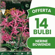 BIETEN SIE 20 NERINE BOWDENII-ZWIEBELN AN
