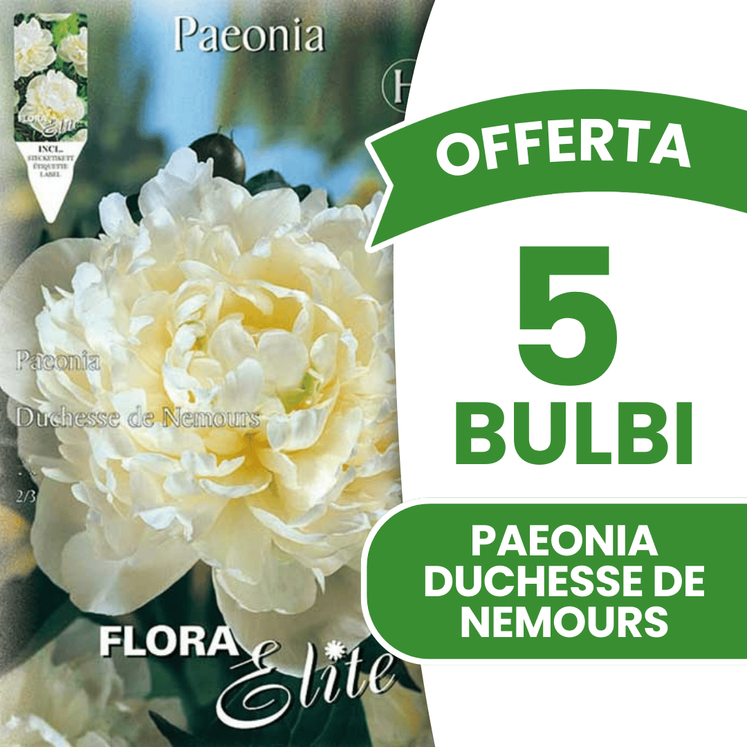 OFFRE 6 BULBES DE PAEONIA DUCHESSE DE NEMOURS