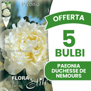 ANGEBOT: 6 PÄONIA-ZWIEBELN DUCHESSE DE NEMOURS