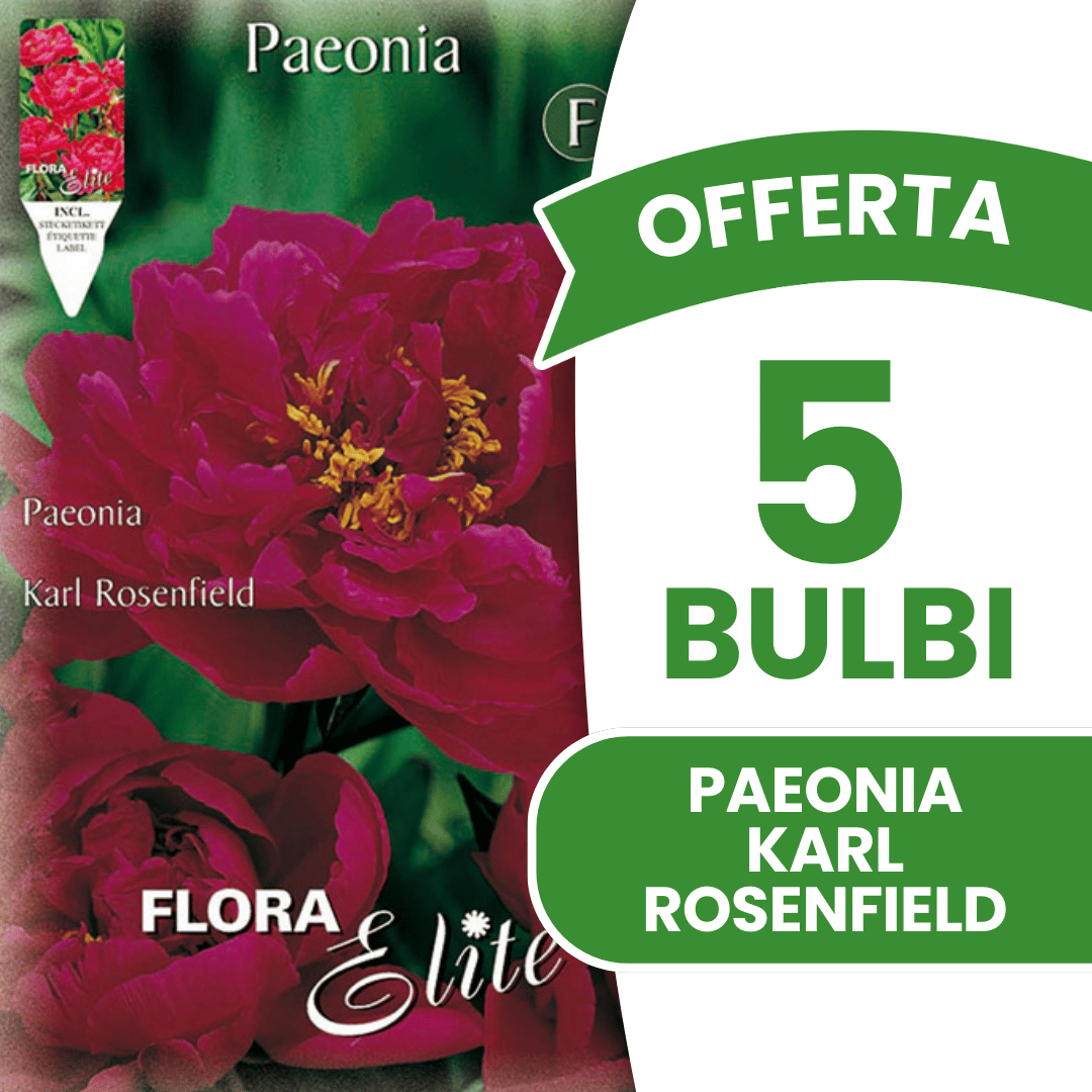 OFFRE 3 BULBES DE PÉONIA KARL ROSENFIELD