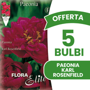 OFFERTA 5 BULBI PAEONIA KARL ROSENFIELD