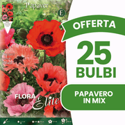 OFFRE DE 15 BULBES DE COQUELICOT DE COULEURS ASSORTIES