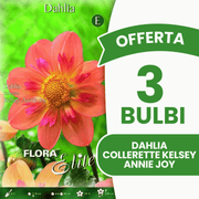 Offerta 3 Bulbi Dahlia Collarette Kelsey Annie Joy