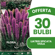 OFFERTA 30 BULBI LIATRIS SPICATA VIOLA