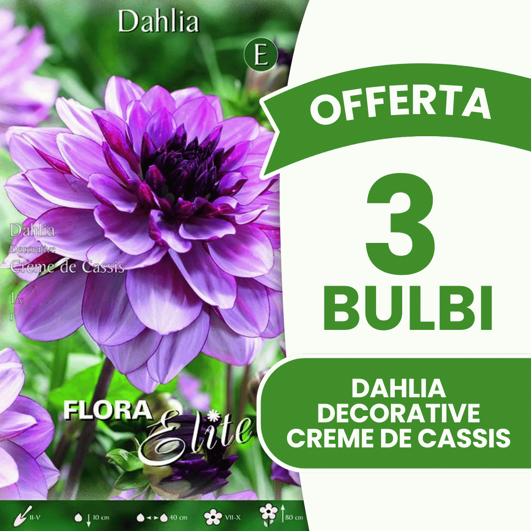 Offre de 3 bulbes de dahlias décoratifs Crème de Cassis