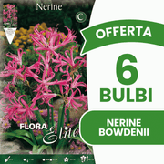 OFFERTA 6 BULBI NERINE BOWDENII