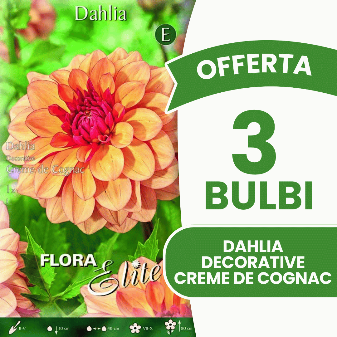 Offre de 3 bulbes de dahlias décoratifs Crème de Cognac