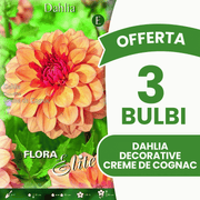Angebot: 3 dekorative Dahlienzwiebeln in der Farbe Creme de Cognac