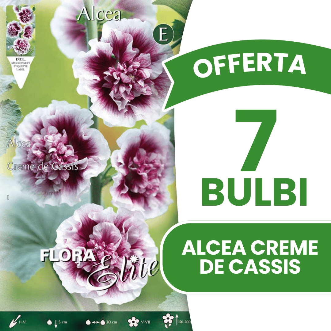 OFFRE 3 AMPOULES ALCEA CREME DE CASSIS