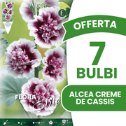 BIETEN SIE 3 ALCEA CREME DE CASSIS-Glühbirnen an