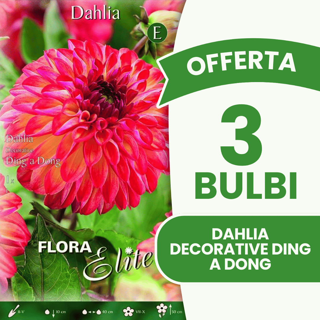 Offre de 3 bulbes de dahlia décoratifs Ding a Dong