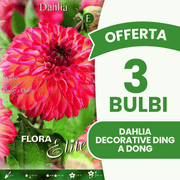 Offerta 3 Bulbi Dahlia Decorative Ding a Dong