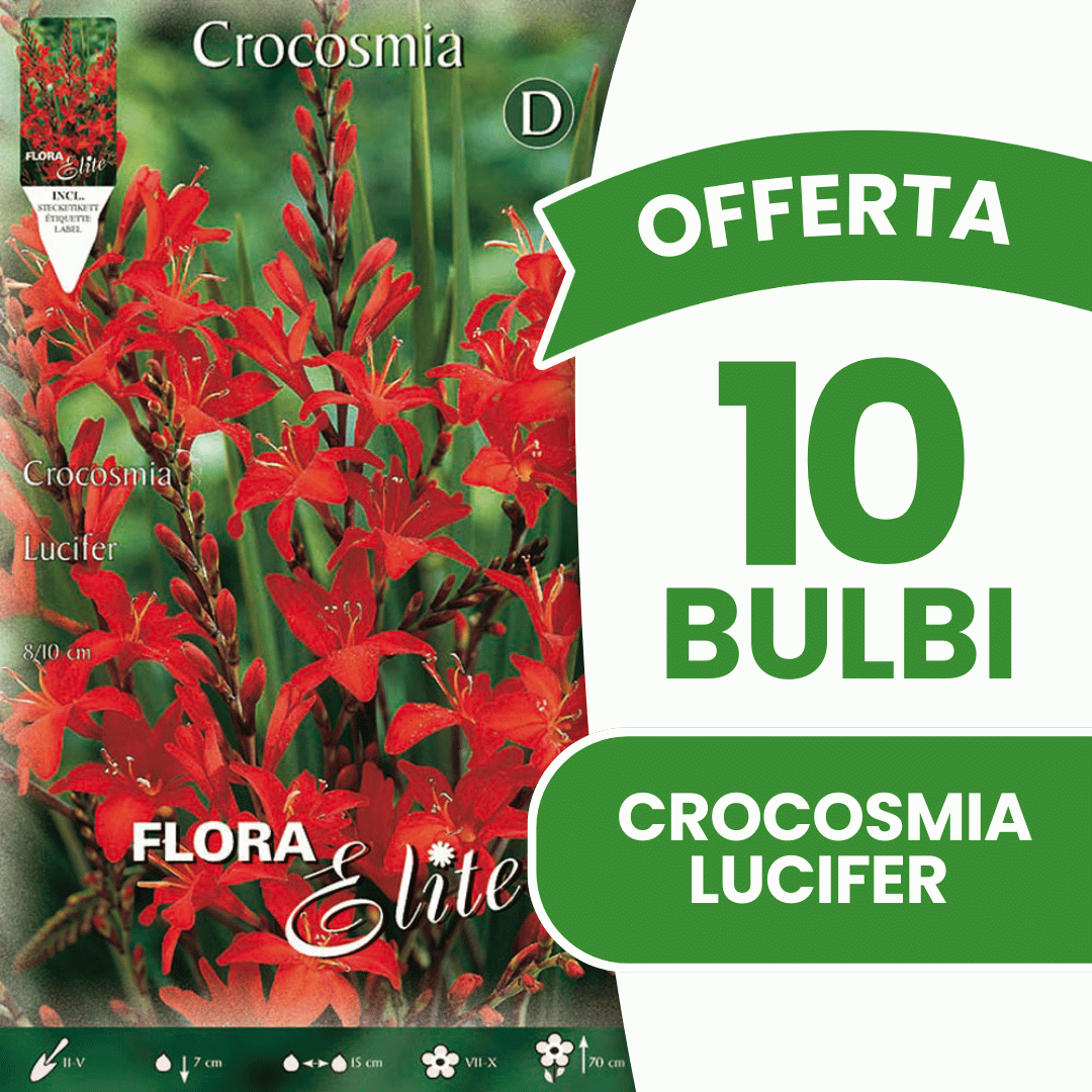 OFFERTA 10 BULBI CROCOSMIA LUCIFER